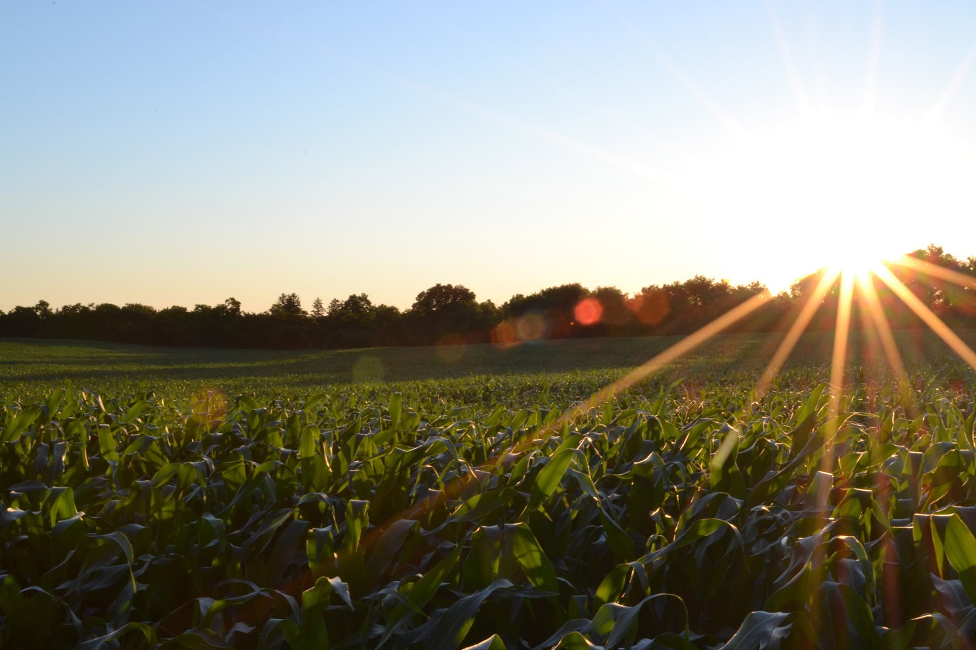 Getreidefeld im warmen Licht der Abendsonne
