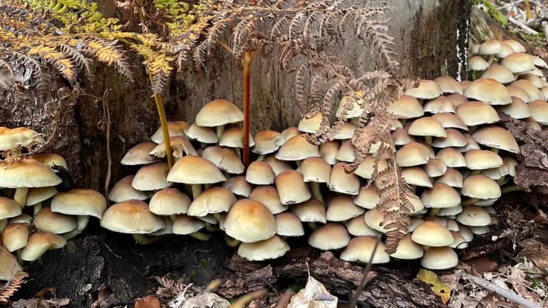 Wild Pilze von Landwirt Karl