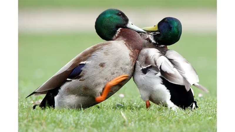 Birnen von Biohof Meier