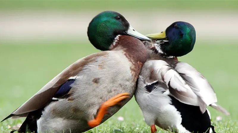 Ente von Kölner Zoo