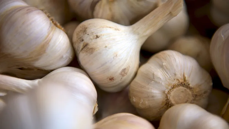 Knoblauch von Biohof Paderborn