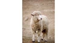 Team member sheep